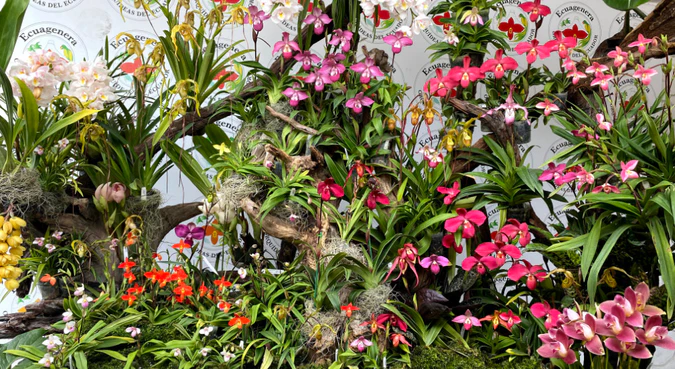 Exotic Wonders from Ecuador's Heart