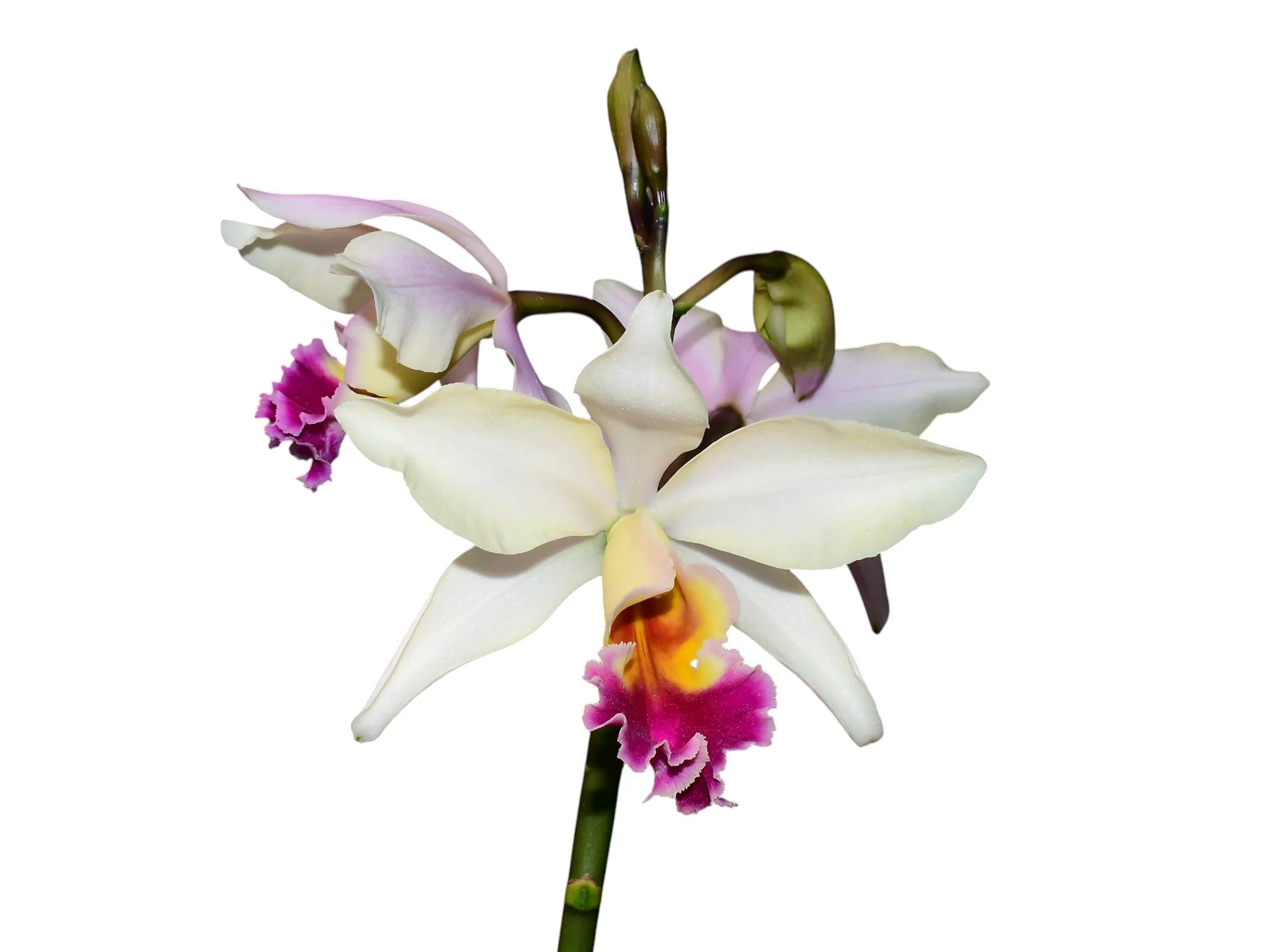 Orchid hybrids