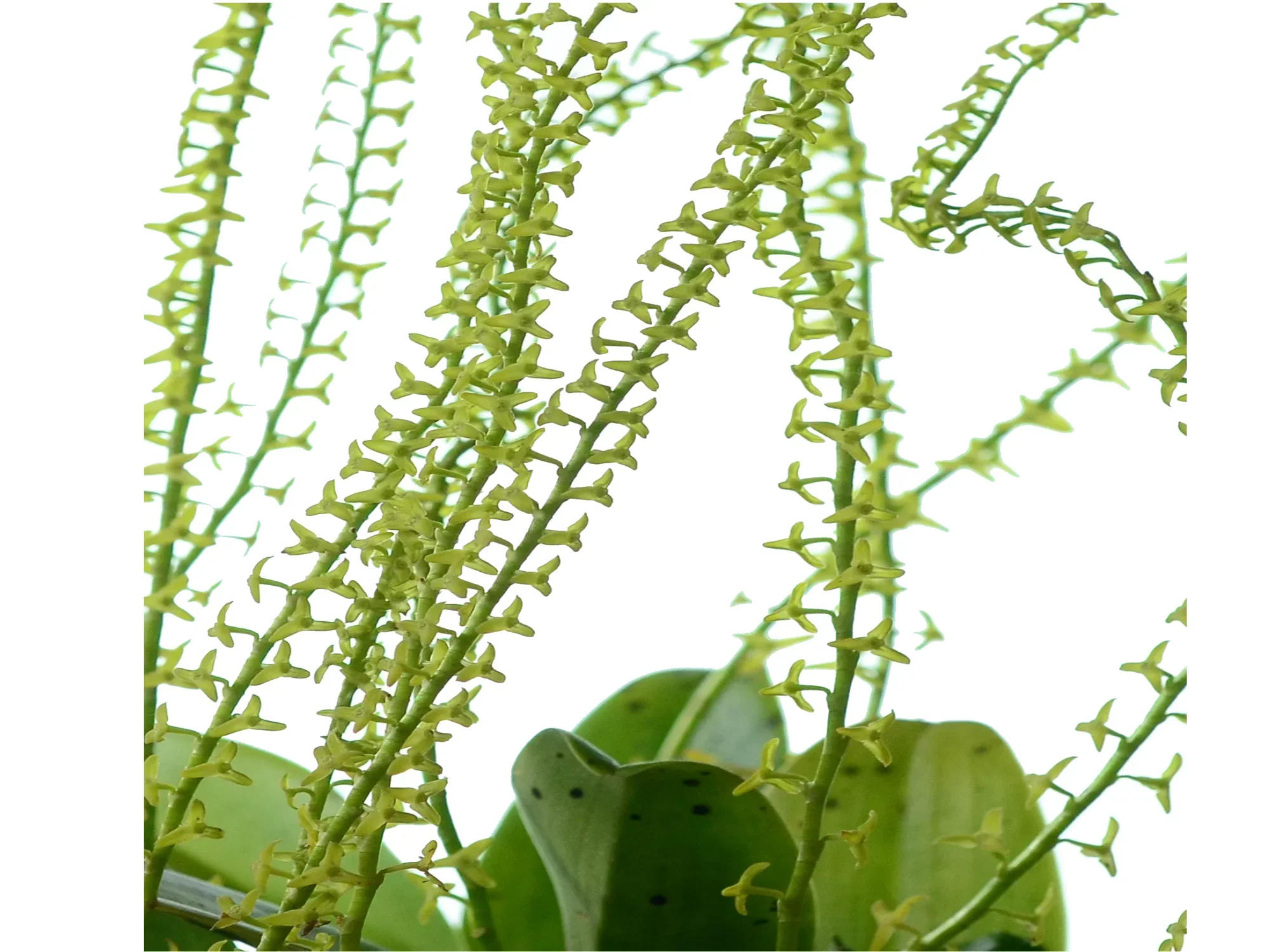 Stelis