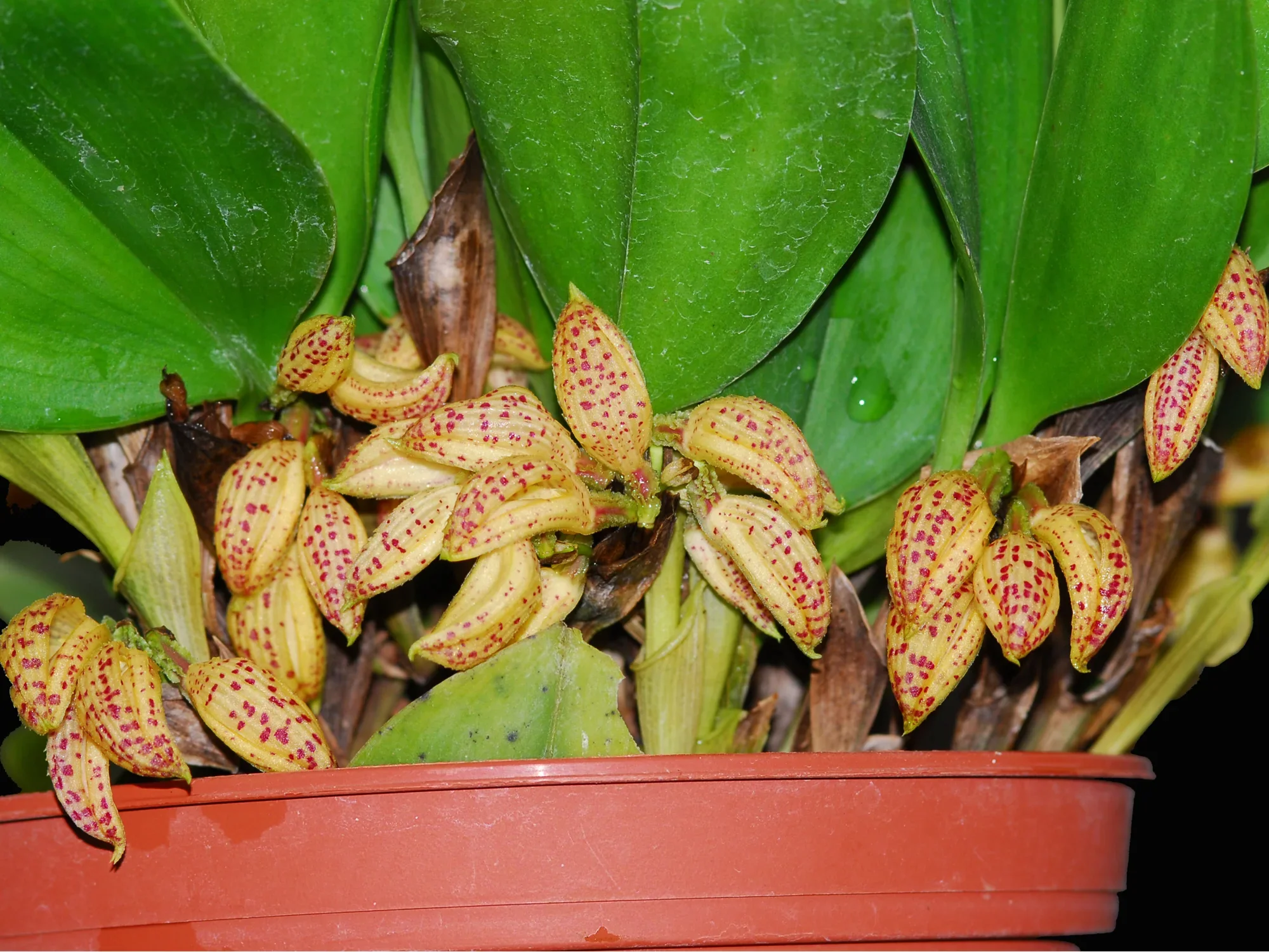 XL Plants