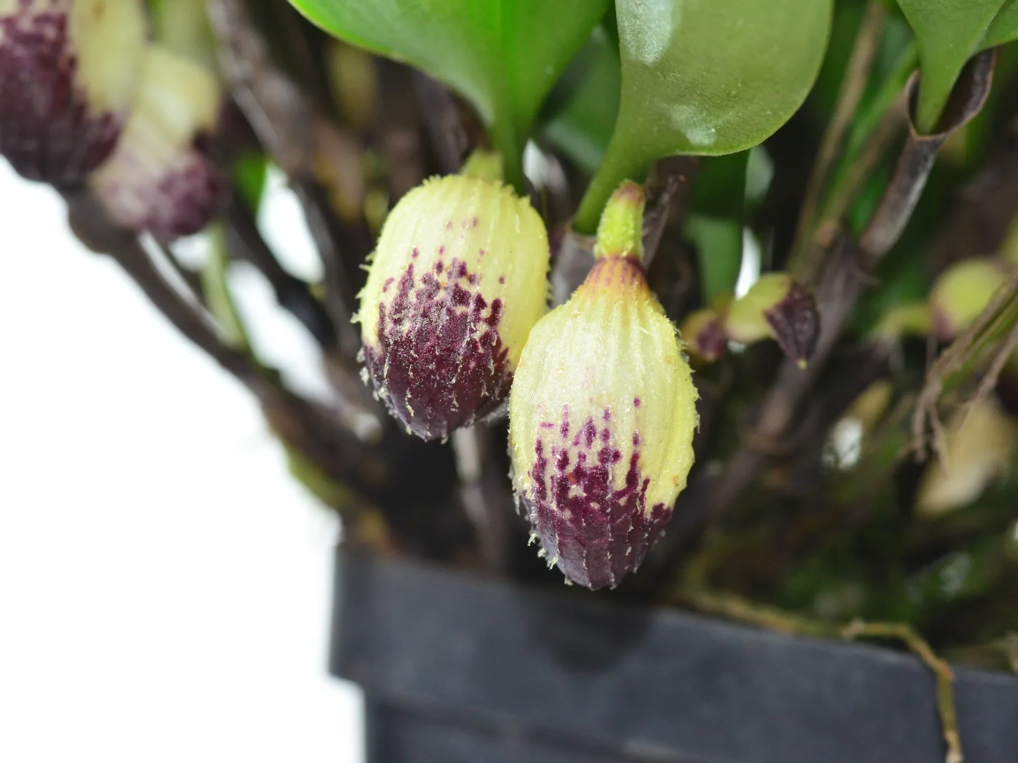 Orchidaceae